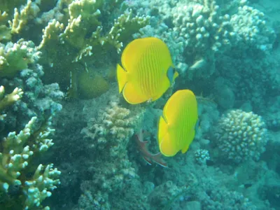 Hilton Nubian Resort Marsa Alam- plaża