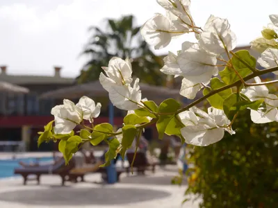Blue Reef Resort Marsa Alam Egipt moja opinia