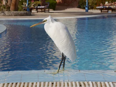 Blue Reef Resort Marsa Alam Egipt moja opinia