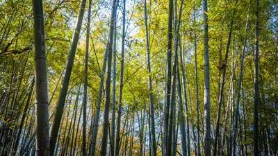 Fushimi Inari Shrine w Kyoto - tysiące czerwonych bram tori w Japonii