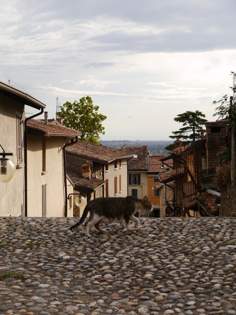 Koty w Lonato del Garda